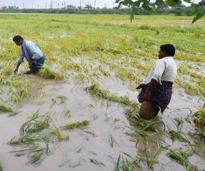 ఏపీలో 5.64 లక్షల ఎకరాల్లో పంట నష్టం